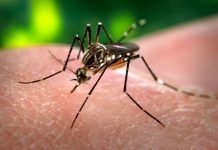 Registran más de 5.500 pedidos de reposos por dengue sólo en enero