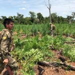 Anulan centros de producción y acopio de marihuana en Amambay
