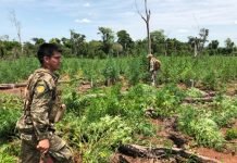 Anulan centros de producción y acopio de marihuana en Amambay