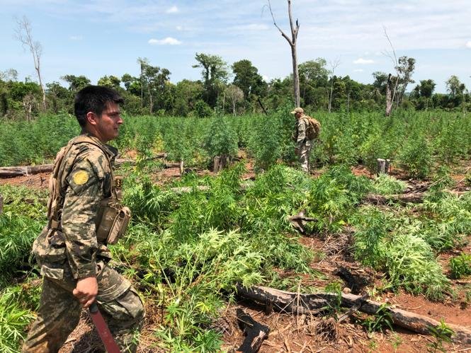 Anulan centros de producción y acopio de marihuana en Amambay