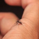 Médico señala que dipirona no debe recetarse en cuadro de dengue