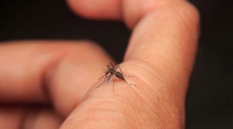 Médico señala que dipirona no debe recetarse en cuadro de dengue Médico señala que dipirona no debe recetarse en cuadro de dengue