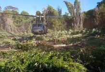 Anulan 255 toneladas de marihuana en tres días de operación en la Reserva Morombí