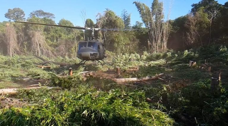 Anulan 255 toneladas de marihuana en tres días de operación en la Reserva Morombí