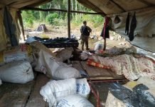Más de 7.000 kilos de marihuana destruidas en Itapúa