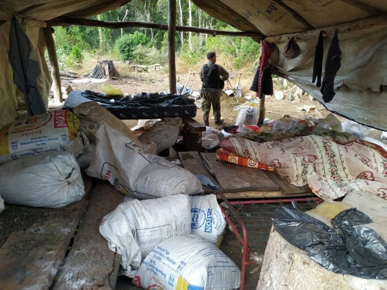 Más de 7.000 kilos de marihuana destruidas en Itapúa