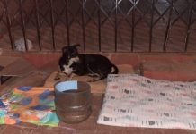 Voluntarios asisten a animales sin hogar