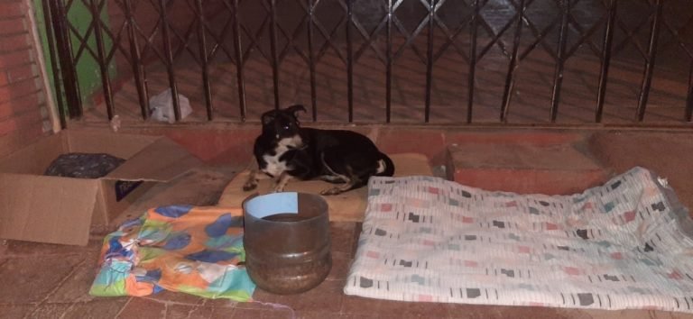 Voluntarios asisten a animales sin hogar