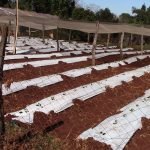 Heladas afectaron a productores hortícolas