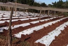 Heladas afectaron a productores hortícolas