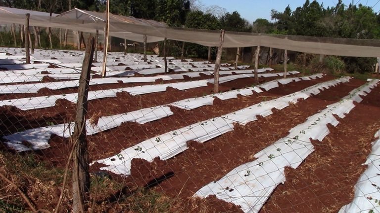 Heladas afectaron a productores hortícolas Heladas afectaron a productores hortícolas