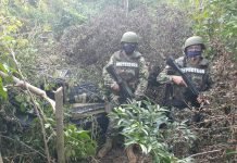 Armada paraguaya incauta más de 6.000 kilos de marihuana en Itapúa
