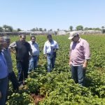 Gobernación de Itapúa fortalece la producción de papa