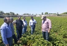 Gobernación de Itapúa fortalece la producción de papa