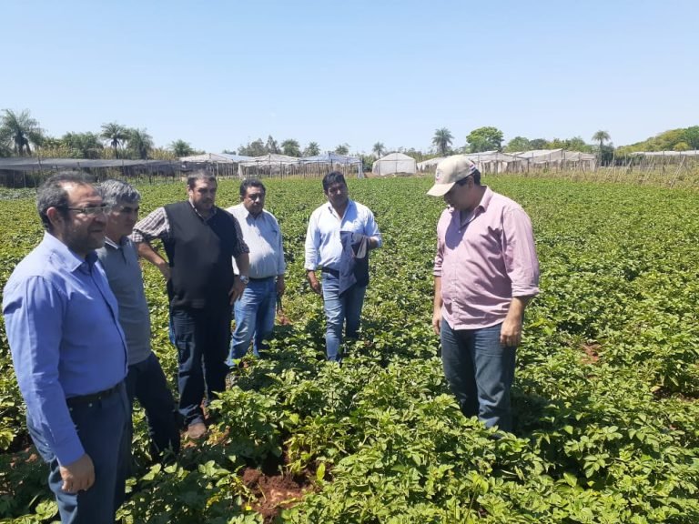 Gobernación de Itapúa fortalece la producción de papa
