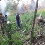 Sofocando un incendio hallaron dos hectáreas de Marihuana