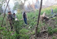 Sofocando un incendio hallaron dos hectáreas de Marihuana