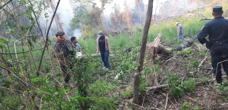 Sofocando un incendio hallaron dos hectáreas de Marihuana Sofocando un incendio hallaron dos hectáreas de Marihuana