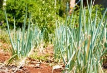 Promueven seguridad alimentarias para familias de Picada Pytä