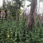 Detectan cultivos de marihuana preparados para esquemas de tráfico del Brasil