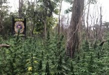 Detectan cultivos de marihuana preparados para esquemas de tráfico del Brasil
