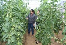 Horticultores de Ayolas reciben capacitación en manejo de cultivos en invernadero