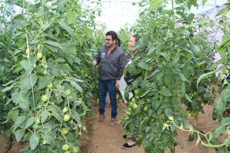 Horticultores de Ayolas reciben capacitación en manejo de cultivos en invernadero