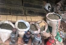 Un importante cargamento de marihuana fue incautada por la SENAD