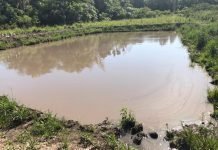 Apuntan a la ampliación de la producción de peces en estanque en el distrito de Ayolas