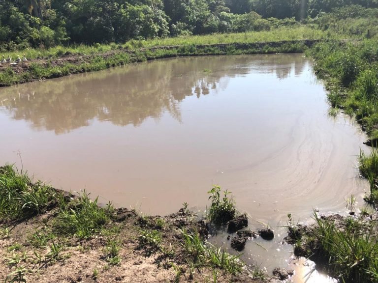 Apuntan a la ampliación de la producción de peces en estanque en el distrito de Ayolas Apuntan a la ampliación de la producción de peces en estanque en el distrito de Ayolas