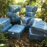 SENAD incautó casi 700 kilos de marihuana