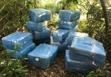 SENAD incautó casi 700 kilos de marihuana