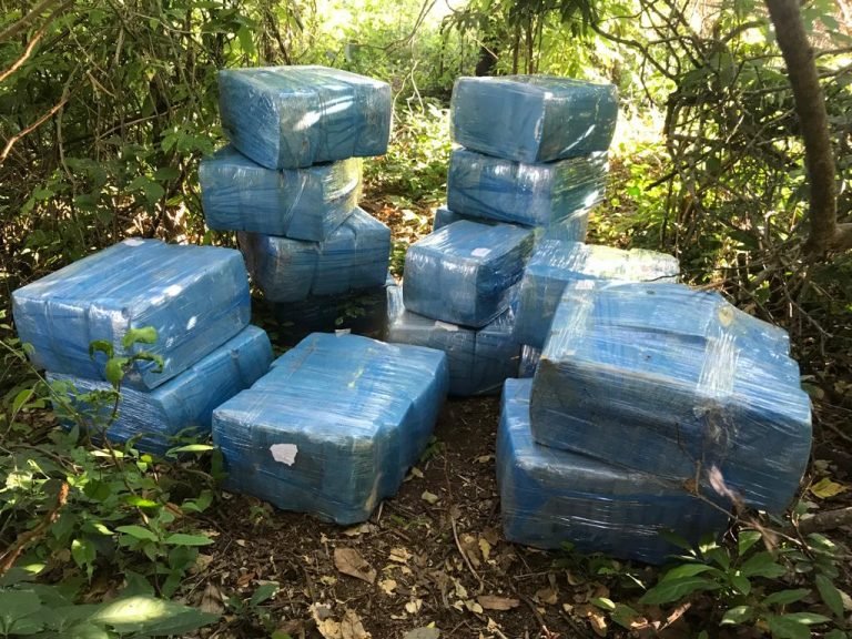 SENAD incautó casi 700 kilos de marihuana