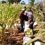 Cuatro personas fueron sorprendídas «con las manos en el choclo»