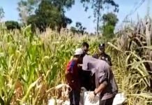 Cuatro personas fueron sorprendídas «con las manos en el choclo»