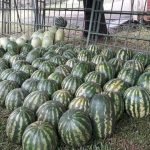 Suspenden Fiesta Nacional de la Sandía