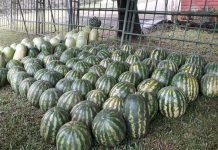 Suspenden Fiesta Nacional de la Sandía