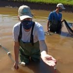 Continúan trabajos de reproducción artificial de peces en la Estación de Piscicultura de San Cosme y San Damián