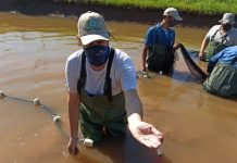 Continúan trabajos de reproducción artificial de peces en la Estación de Piscicultura de San Cosme y San Damián