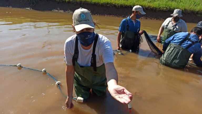 Continúan trabajos de reproducción artificial de peces en la Estación de Piscicultura de San Cosme y San Damián