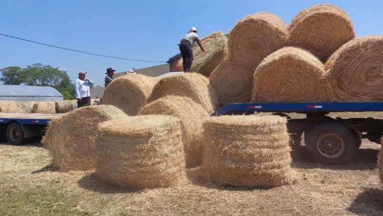 Gobierno distribuyó forraje para ganado a pequeños productores de Yabebyry, afectados por sequía e incendios