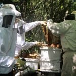 Cosecha con excelente producción de miel de abeja en el Ñeembucú