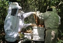 Cosecha con excelente producción de miel de abeja en el Ñeembucú