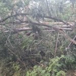 Hombre fallece tras caer sobre él la rama de un árbol