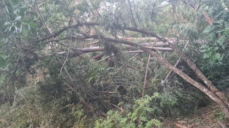 Hombre fallece tras caer sobre él la rama de un árbol