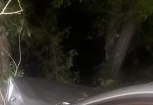 Conductor alcoholizado chocó contra un árbol