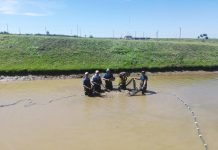 Yacyretá inicia trabajos de reproducción inducida de peces en sus estaciones