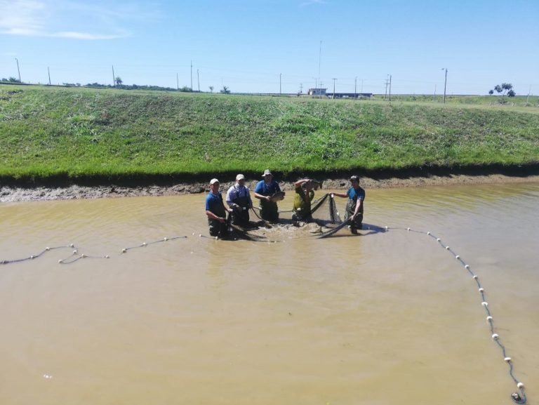 Yacyretá inicia trabajos de reproducción inducida de peces en sus estaciones