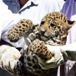 Exitosa reproducción de Yaguareté en el Refugio Faunístico Atinguy, de Yacyretá