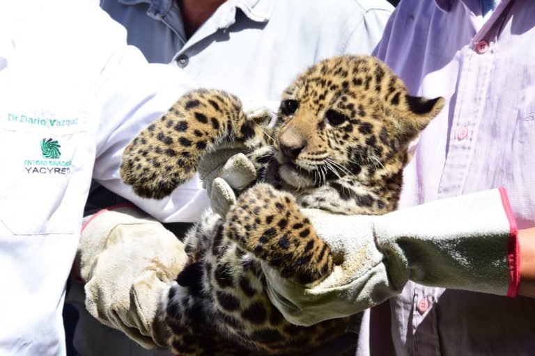 Exitosa reproducción de Yaguareté en el Refugio Faunístico Atinguy, de Yacyretá Exitosa reproducción de Yaguareté en el Refugio Faunístico Atinguy, de Yacyretá